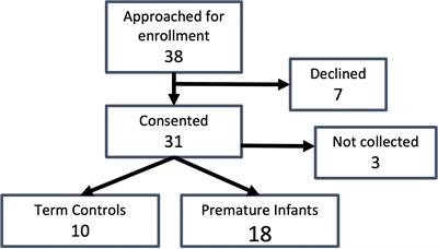 Premature Infants Have Normal Maturation of the T Cell Receptor Repertoire at Term